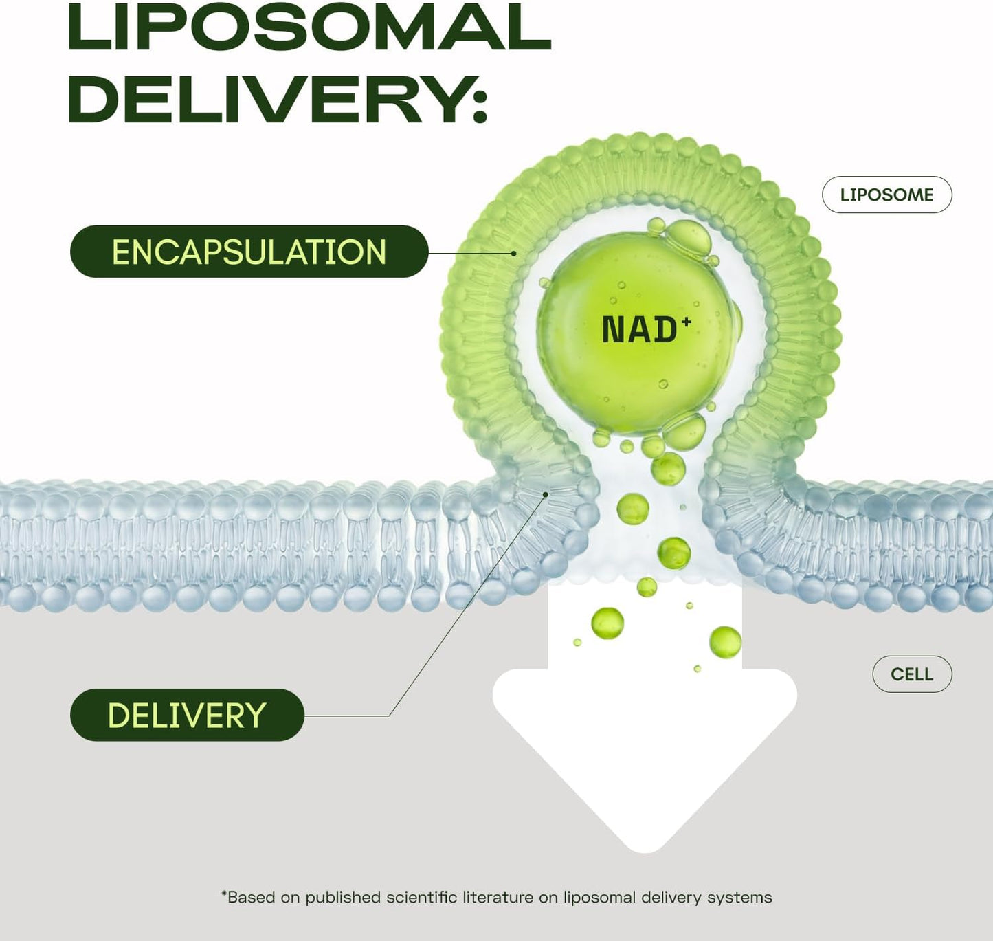 Liposomal NAD Supplement with Resveratrol